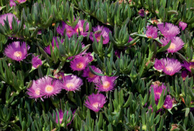 Pigface+%28Carpobrotus+Glaucescens%29