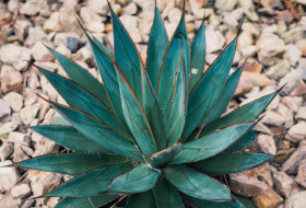 Agave-Blue-Glow on sale