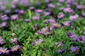 Coastal+Daisy+%28Brachyscome+Spp%29