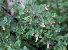 Native-Fuchsia-Correa-Spp on sale