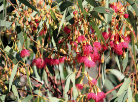 Dwarf-Flowering-Gum-Corymbia-Ficifolia-Var on sale