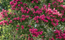 Crepe-Myrtle-Lagerstromia-Spp on sale