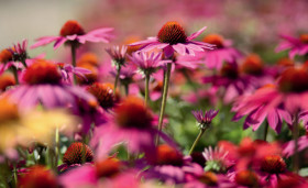 Coneflower-Echinacea-spp on sale