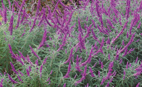 Mexican-Sage-Salvia-Leucantha on sale