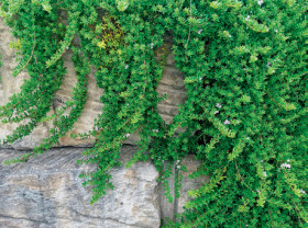 Creeping-Boobialla-Myoporum-Parvifolium on sale