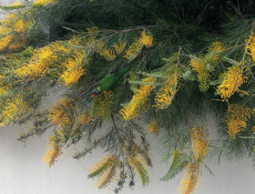 Prostrate-Grevillea-Grevillea-Spp on sale