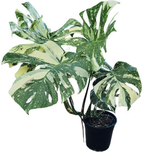 Swiss-Cheese-Plant-Thai-Constellation-Monstera-Deliciosa-Variegata on sale