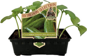 The-Diggers-Club-Heirloom-Selection-Lebanese-Mini-Muncher-Cucumber on sale