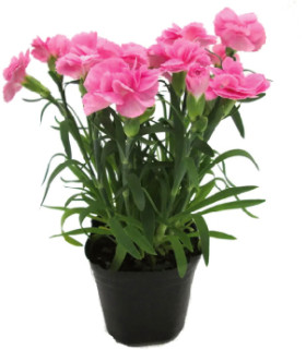 Carnation-140mm-Pot on sale