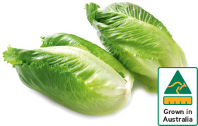Australian-Baby-Cos-Lettuce-Twin-Pack on sale