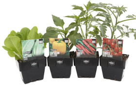 Quick-Harvest-Vegetables-10cm-Pot on sale