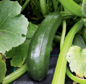 Zucchini-Cucurbita-Pepo on sale