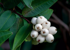 Midyim-Berry-Austromyrtus-Dulcis on sale