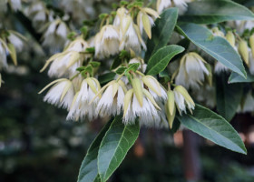 Blueberry-Ash-Elaeocarpus-Reticulatus on sale