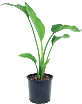Bird-of-Paradise-Strelitzia-Nicolai on sale