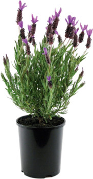 Lavender-Avonview-Lavandula-Stoechas on sale