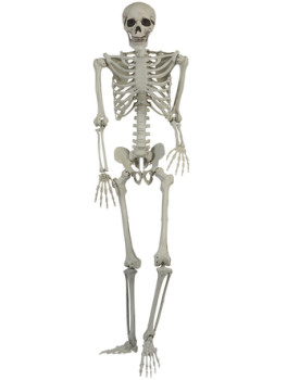 Skeleton-15m on sale
