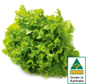 Australian-Green-Oak-Lettuce on sale