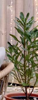 Waratah-Telopea-Speciosissima-Corroboree on sale